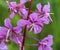 Chamaenerion angustifolium, known as fireweed, great willowherb and rosebay willowherb