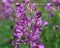 Chamaenerion angustifolium, known as fireweed, great willowherb and rosebay willowherb