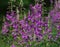 Chamaenerion angustifolium, known as fireweed, great willowherb and rosebay willowherb