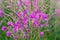 Chamaenerion angustifolium purple flowers. Fireweed plant, medical tea.