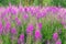 Chamaenerion angustifolium purple flowers. Fireweed plant, medical tea.