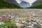 Chamaenerion latifolium fowers in Aktru valley. Altai Republic. Russia