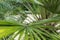 Chamaerops humilis palm leaf close up