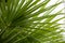 Chamaerops Humilis plant - beautiful details and texture