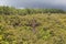 Chamarel falls in Mauritius