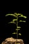 Chamber bitter Phyllanthus urinaria plant