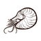 Chambered Nautilus isolated. Coloring book