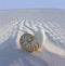 Chambered Nautilus (Nautilus