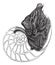 Chambered Nautilus or Nautilus pompilius, vintage engraved illustration