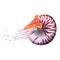 Chambered Nautilus Pompilius. Mollusc cephalopod, animal, marine. Realistic vector illustration.