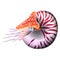 Chambered Nautilus Pompilius. Mollusc cephalopod, animal, marine. Realistic vector illustration.