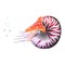 Chambered Nautilus Pompilius. Mollusc cephalopod, animal, marine. Realistic vector illustration