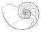 Chambered Nautilus, vintage illustration