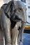 Chambery, France - Close up of elephant sculpture from the Elephant Fountain Fontaine des Elephants