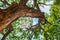 Chamchuri tree in an upward perspective