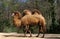 CHAMEAU DOMESTIQUE camelus bactrianus