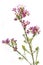 Chamelaucium uncinatum or waxflower