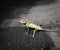 Chameleon on asphalt
