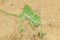 Chameleon Background - Africa - Green Magician