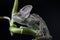 Chameleon on bamboo on a black background