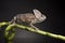 Chameleon on bamboo on a black background