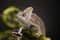 Chameleon on bamboo on a black background