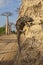 Chameleon on the baobab tree