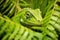 a chameleon blending in with tropical green foliage