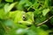 a chameleon blending in with tropical green foliage