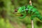 Chameleon on branch