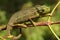 Chameleon on branch