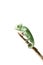 chameleon on branch isolated on white background