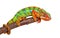 Chameleon on branch on white background