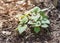 Chameleon bush cultivated on raised bed garden with thick organic matter layer near Dallas, Texas, USA