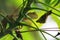 A chameleon on a cassava tree branch is stalking prey