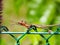 Chameleon Catches a Dragonfly