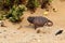 Chameleon in the desert - Namibia africa
