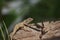 Chameleon on the dry wood