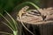 Chameleon on the dry wood