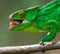 Chameleon eating insect. Close-up. Madagascar.