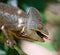 Chameleon eating insect. Close-up. Madagascar.