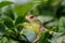 A chameleon family: chameleonidi sits on a small branch of a tree looking for food