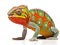 Chameleon Furcifer Pardalis Nosy Be  Made With Generative AI illustration