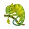 Chameleon Green Lizard as African Animal Vector Illustration