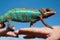 Chameleon on a hand