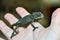 chameleon on hand, photo as background, baby chamaleon