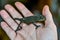 chameleon on hand, photo as background, baby chamaleon