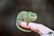 chameleon on hand, photo as background, baby chamaleon