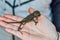 chameleon on hand, photo as background, baby chamaleon