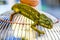 chameleon on hand, photo as background, baby chamaleon